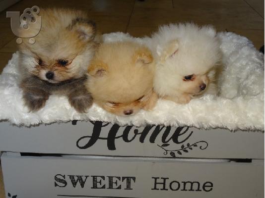 PoulaTo: Σκύλος Πομερανίας, 1 αρσενικό και 2 θηλυκά